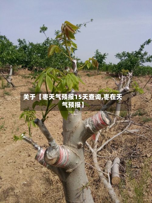 关于【枣天气预报15天查询,枣在天气预报】-第1张图片