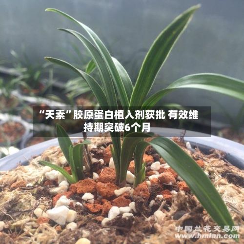 “天素”胶原蛋白植入剂获批 有效维持期突破6个月-第1张图片