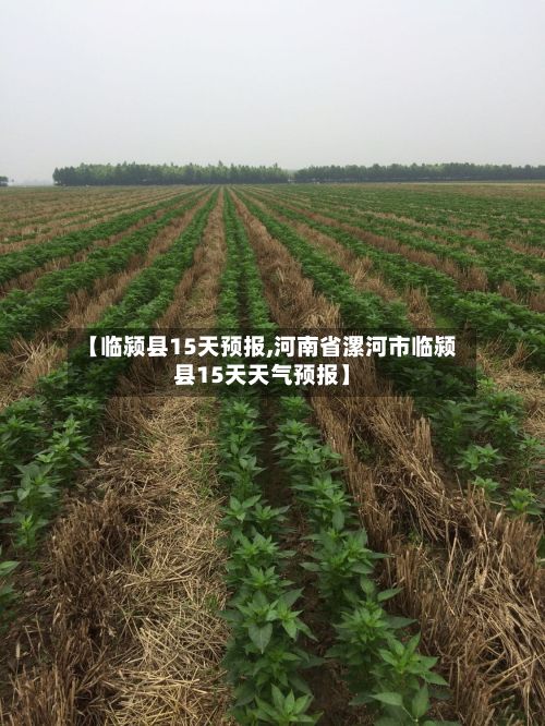 【临颍县15天预报,河南省漯河市临颍县15天天气预报】-第1张图片