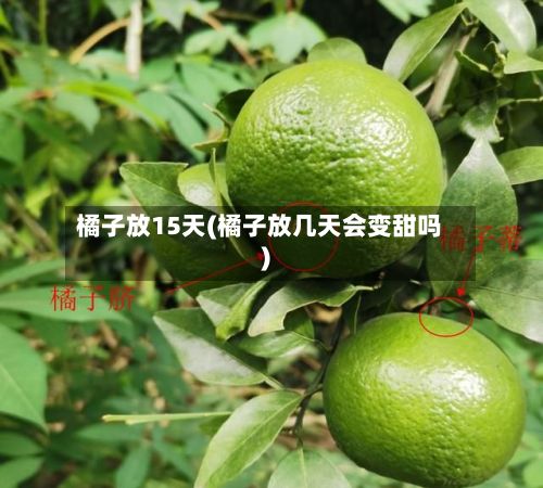 橘子放15天(橘子放几天会变甜吗)-第1张图片