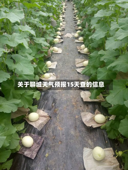 关于聊城天气预报15天查的信息-第1张图片