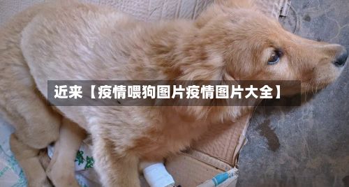 近来【疫情喂狗图片疫情图片大全】-第1张图片